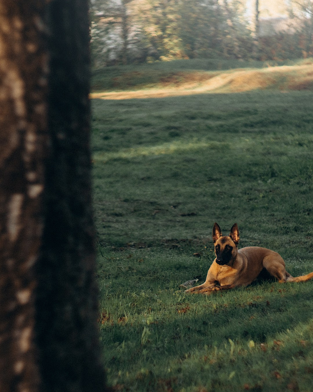 Наталья, Сергей и Уна. Фотограф анималист в Москве и Санкт-Петербурге Свиридова Анна