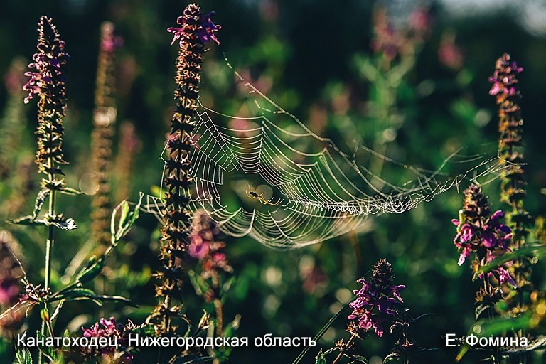 Выставка «Природа России». Фотообъединение Самарского областного отделения Союза журналистов России