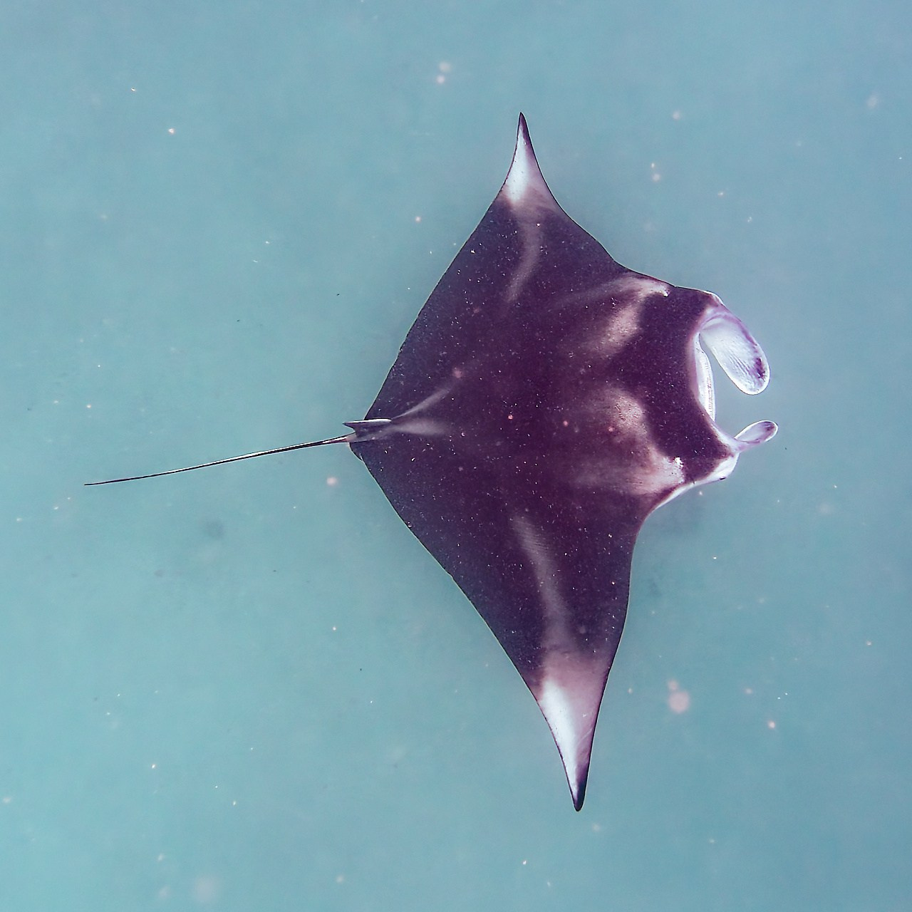 Мне посмотреть. Рыбов показываю