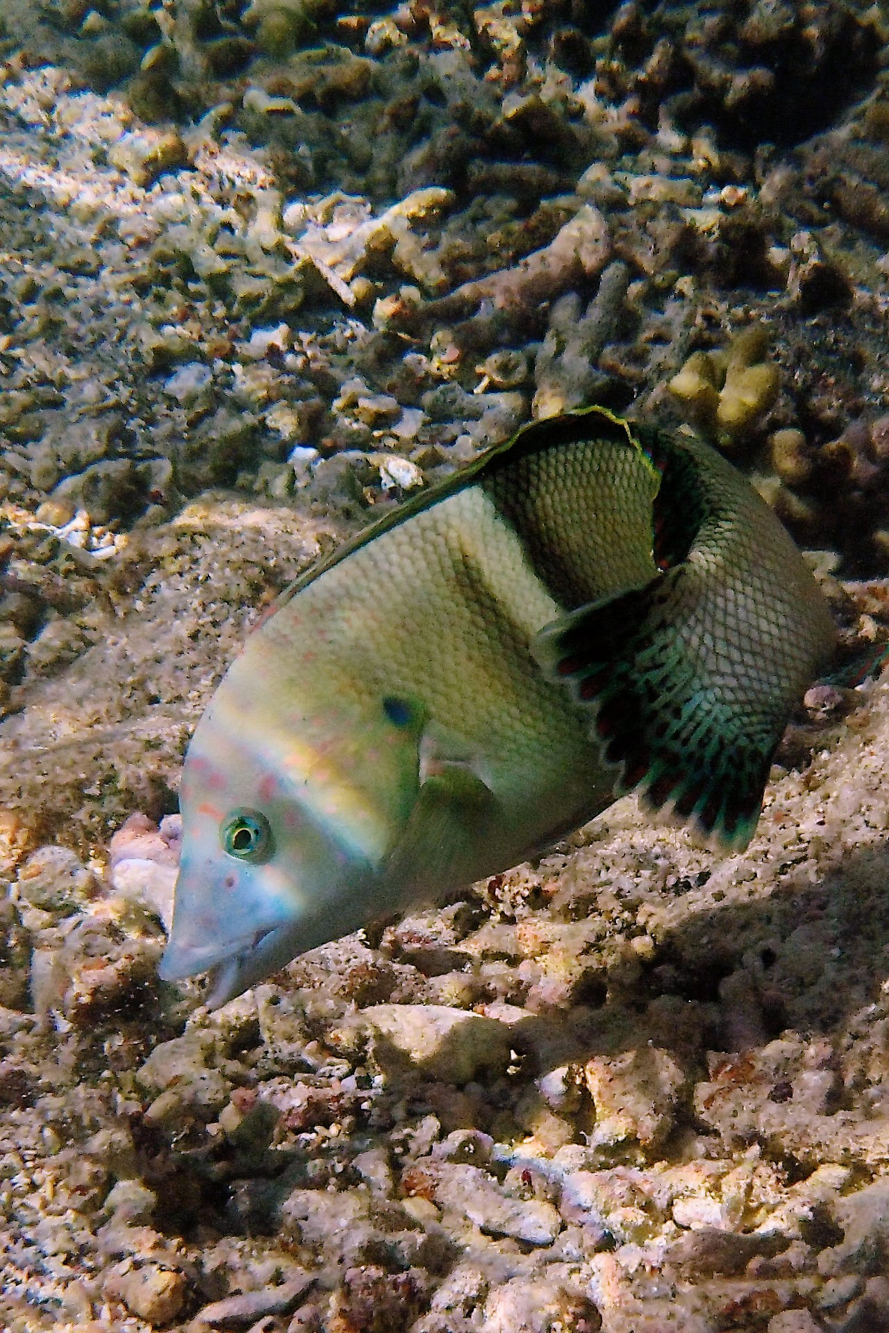 Мне посмотреть. Рыбов показываю