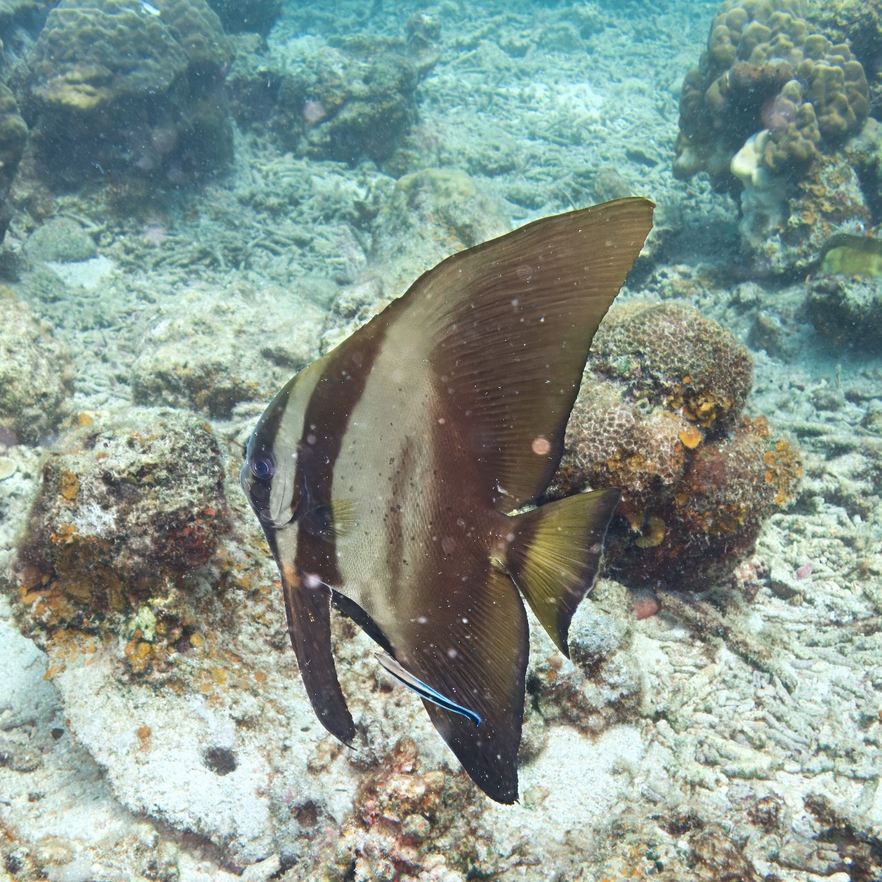 Мне посмотреть. Рыбов показываю