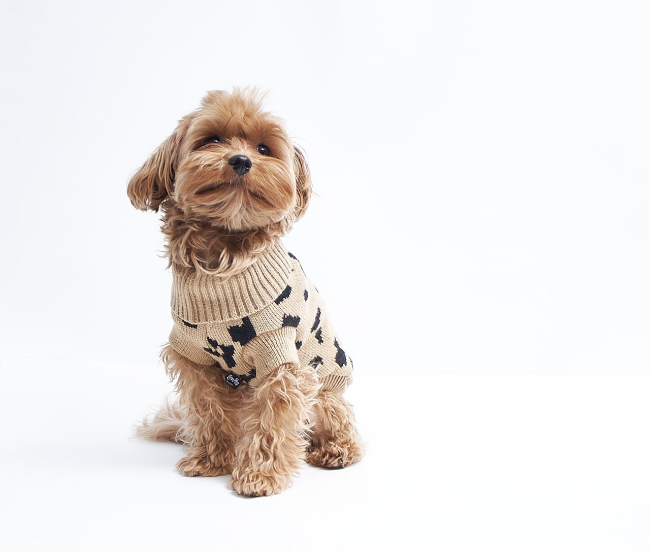 Фотосессия для сайта Ветеринарной клиники. Персональный и коммерческий фотограф в Тюмени Полина Лапардина