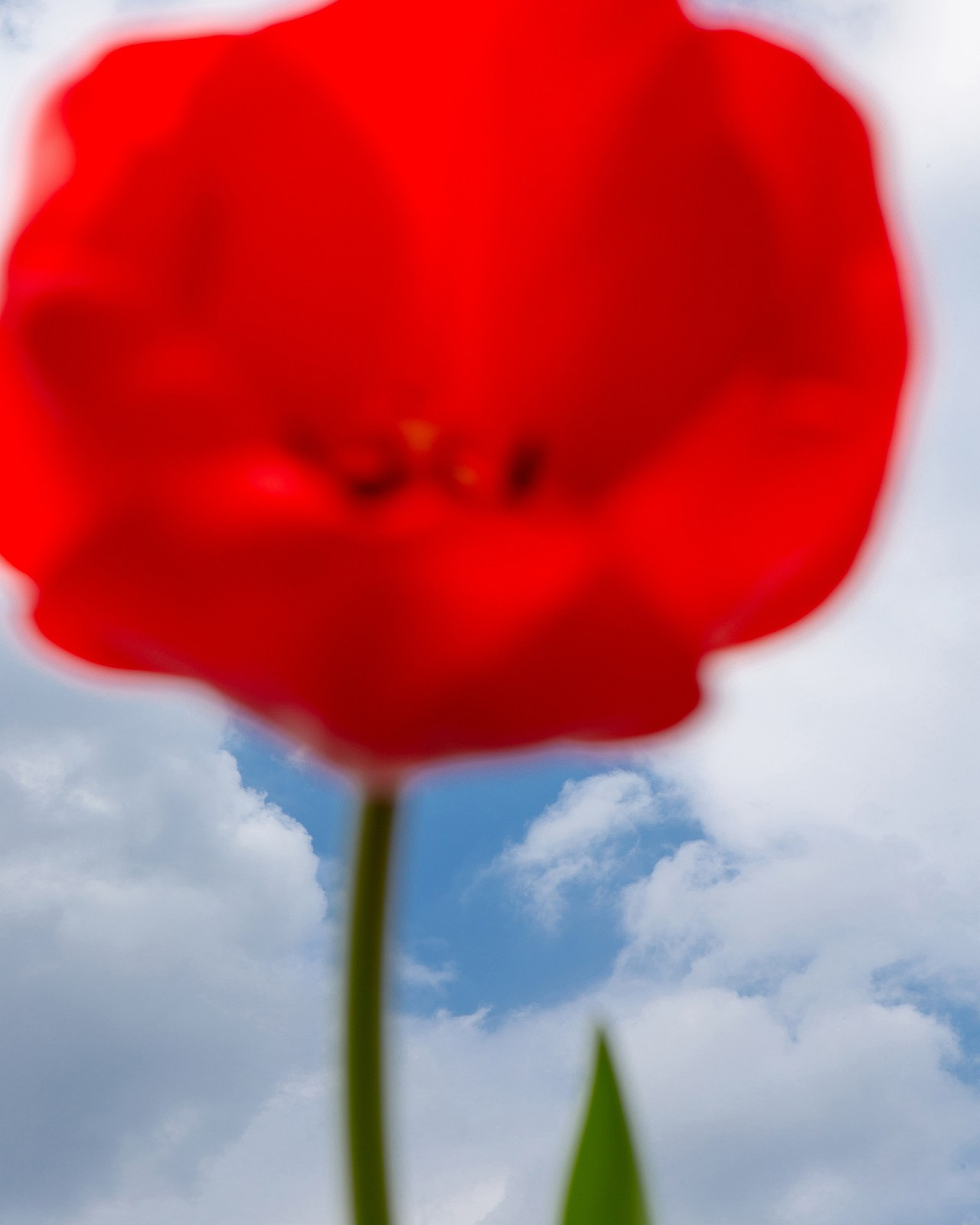 Условная ботаника. Фотографии Саши Любина