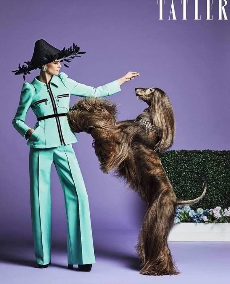 Собаки. Фотограф для маркетплейсов Михаил Бове