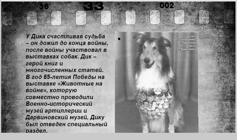 Мероприятия для юных кинологов — «Помним их имена», «Портрет фронтовой собаки». НРОО КЦ "Собаковод"