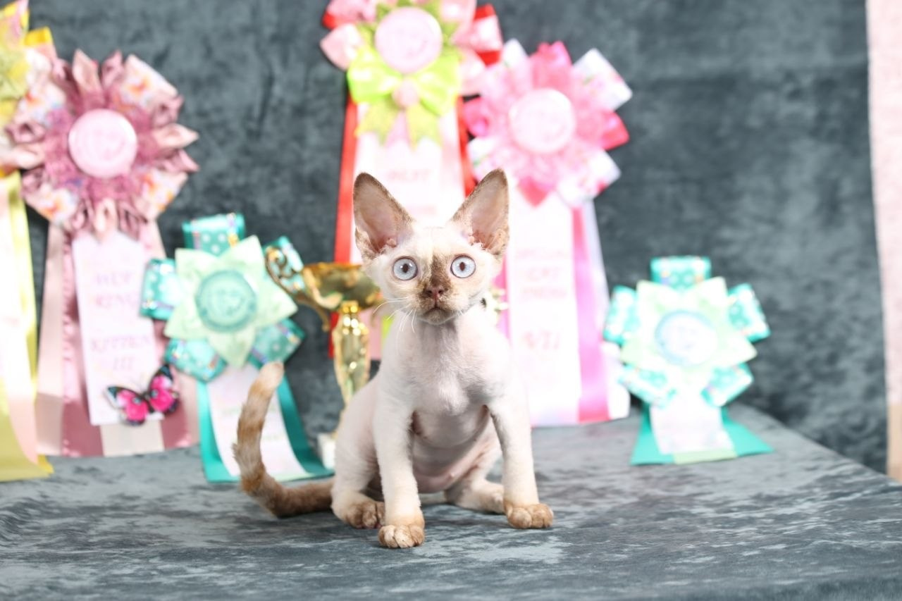 💜DRX h 33 кошка Nevskiy Favorite  Jalina д/р 15.11.25. Nevskiy Favorite — питомник девон-рексов в Санкт-Петербурге. Здоровые, ласковые и редкие котята