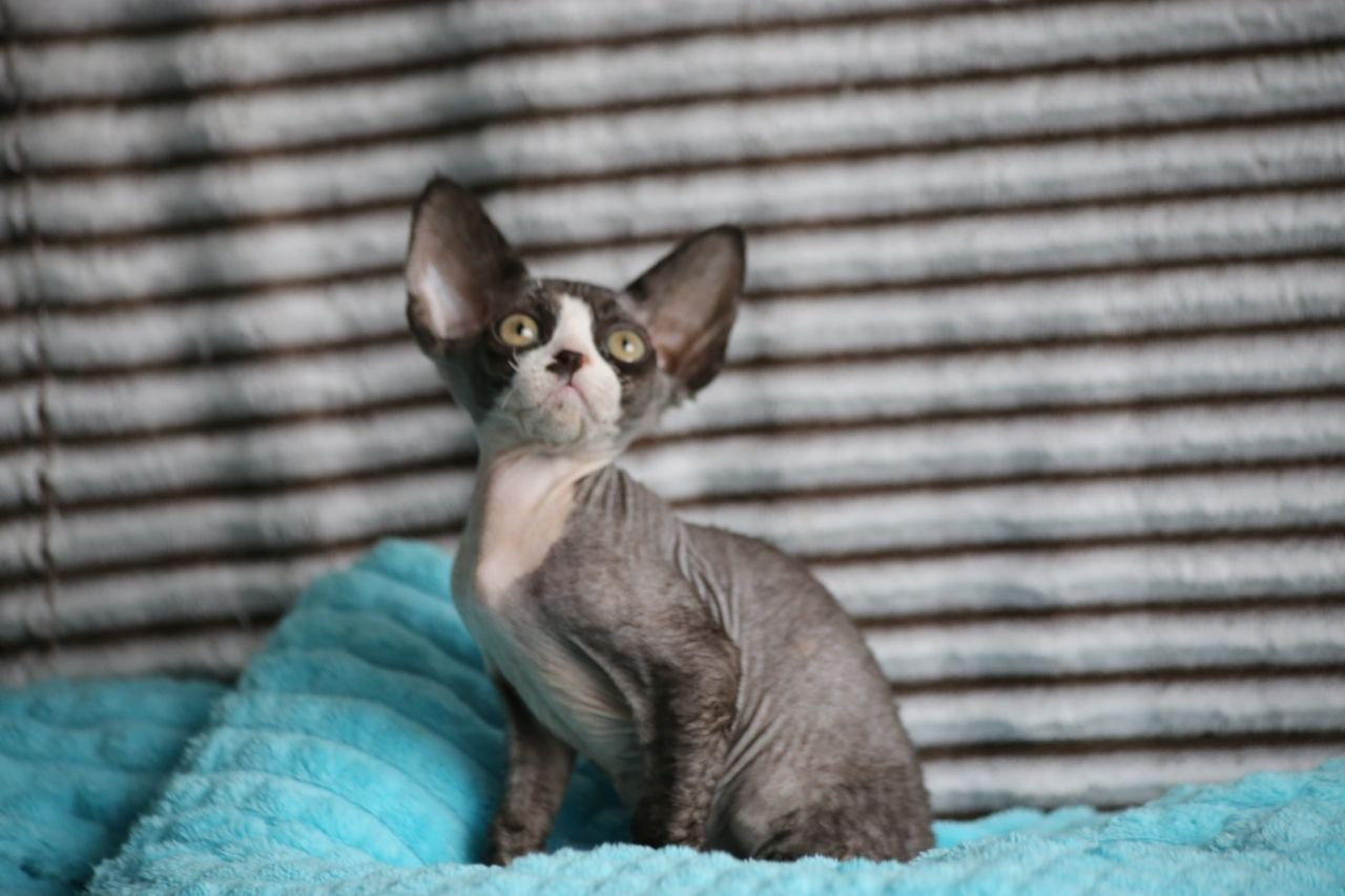 DRX n 03 котик Nevskiy Favorite Manaure готов к резерву 🧿 д/р 03.02.26. Nevskiy Favorite — питомник девон-рексов в Санкт-Петербурге. Здоровые, ласковые и редкие котята