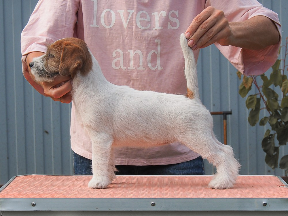 CANE MAESTRO SAYONARA. CANE MAESTRO — kennel Jack Russell Terrier