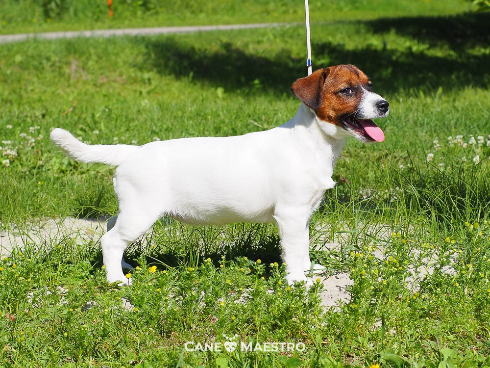 Щенок Джек-рассел-терьер. КМ ФЕЛИЧИТА. Гладкий тип шерсти. Девочка №2. КАНЕ МАЭСТРО — питомник Джек рассел терьеров