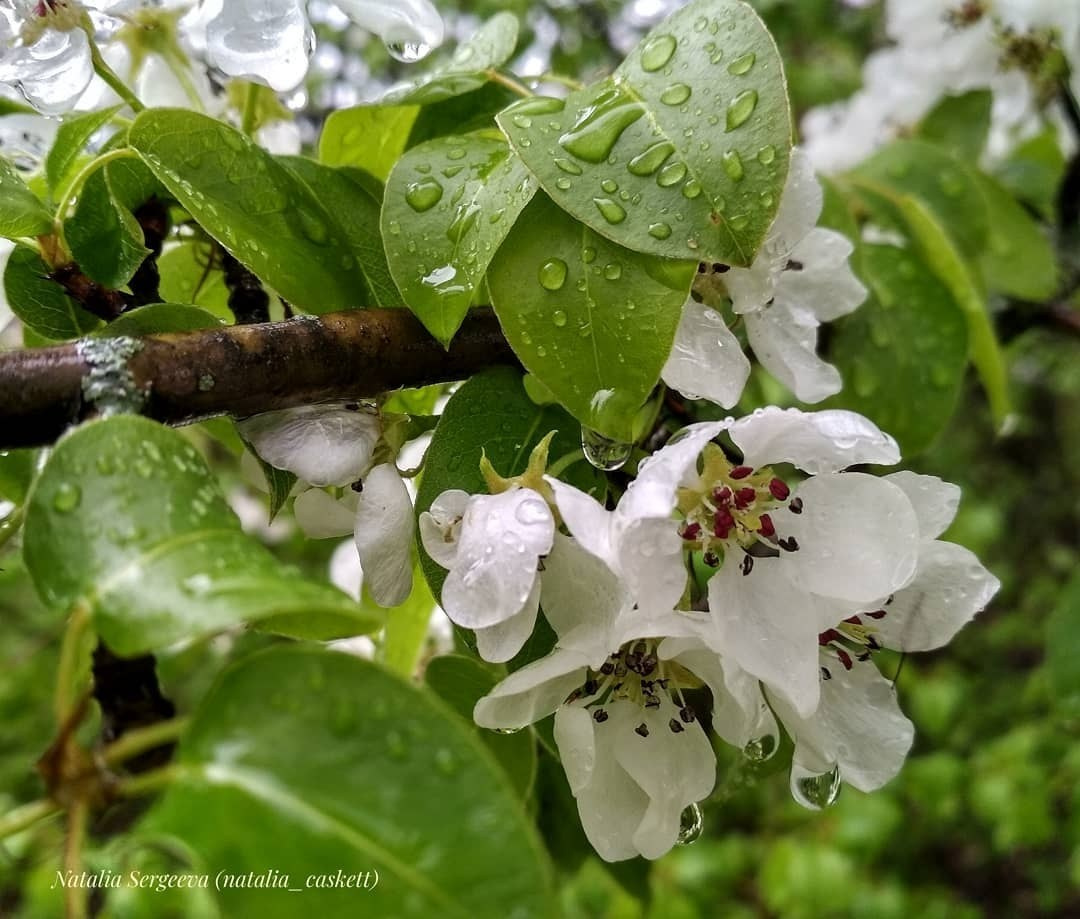 Автор: Наталья Сергеева