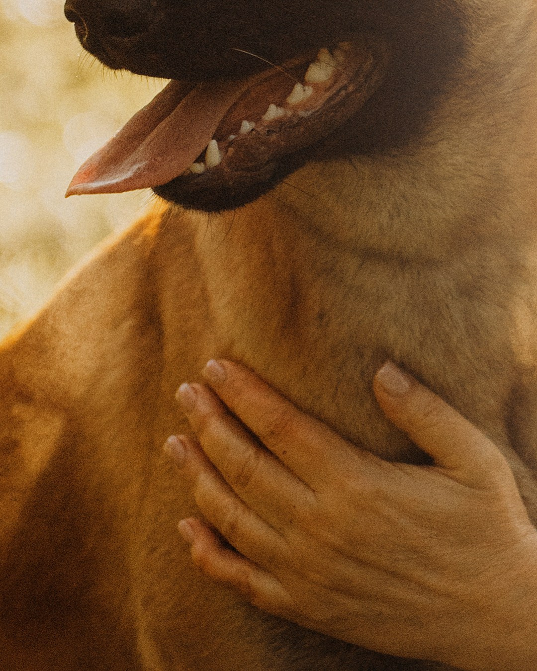 Наталья, Сергей и Уна. Фотограф анималист в Москве и Санкт-Петербурге Свиридова Анна