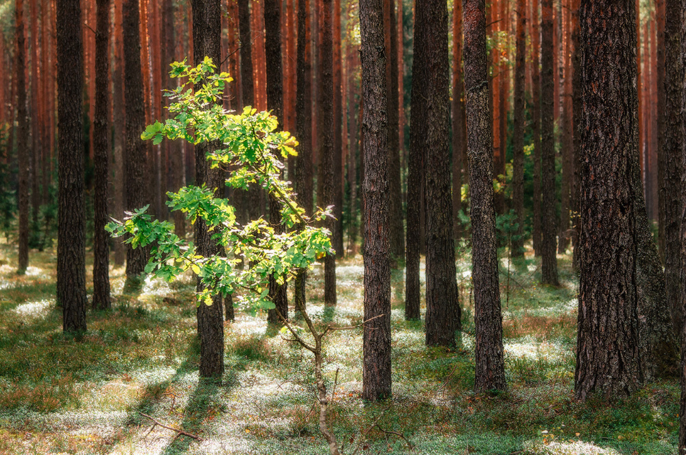 Школа экскурсоводов #блогiналiбокi. Андрей Бортников. Рекламный фотограф в Грузии
