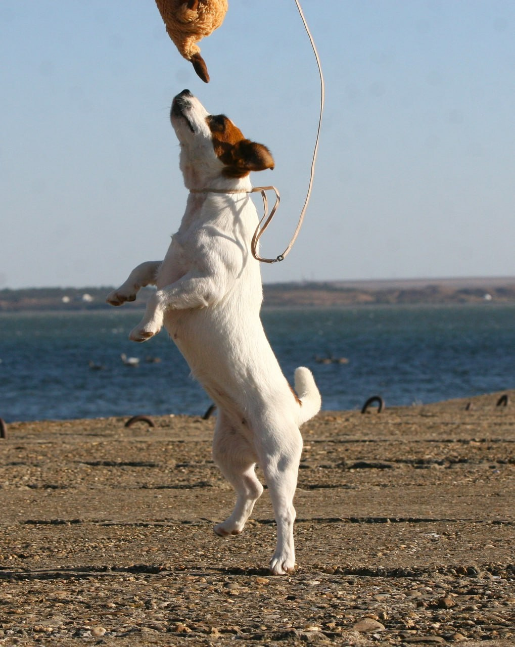 Lovely-Orange Avrora. Lovely-Orange питомник джек рассел терьеров