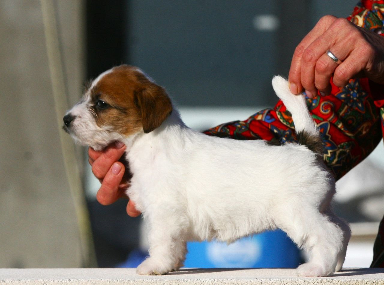 Сука 2. Lovely-Orange питомник джек рассел терьеров