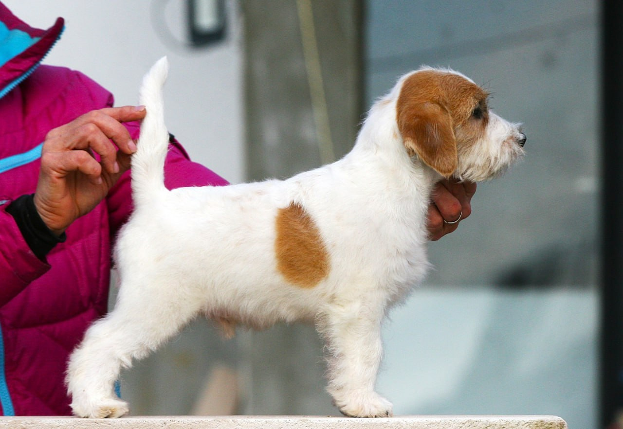 Кобель. Lovely-Orange питомник джек рассел терьеров