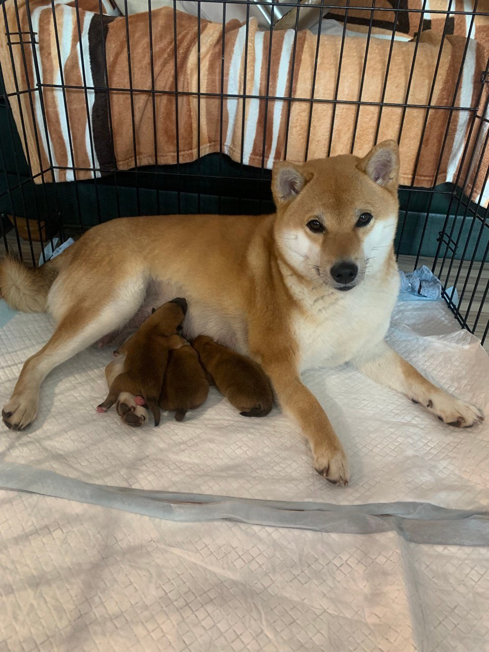 сиба питомник Рубилайт щенки на продажу rubylight  сиба щенки купить СПб Санкт-Петербург