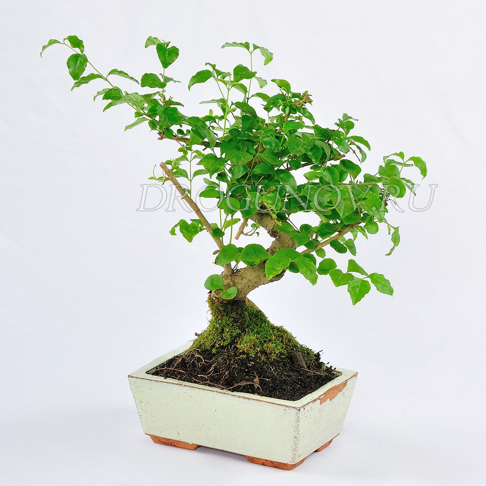 растение бонсай