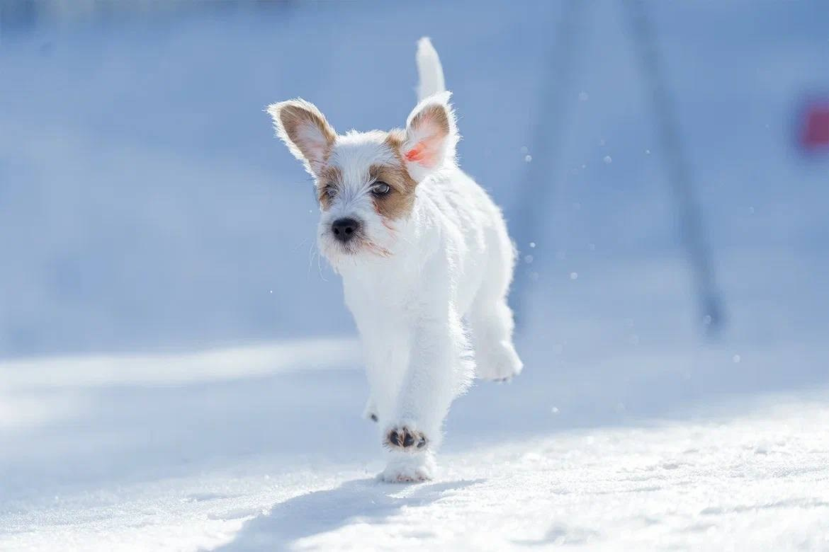 Сука 2. Lovely-Orange питомник джек рассел терьеров