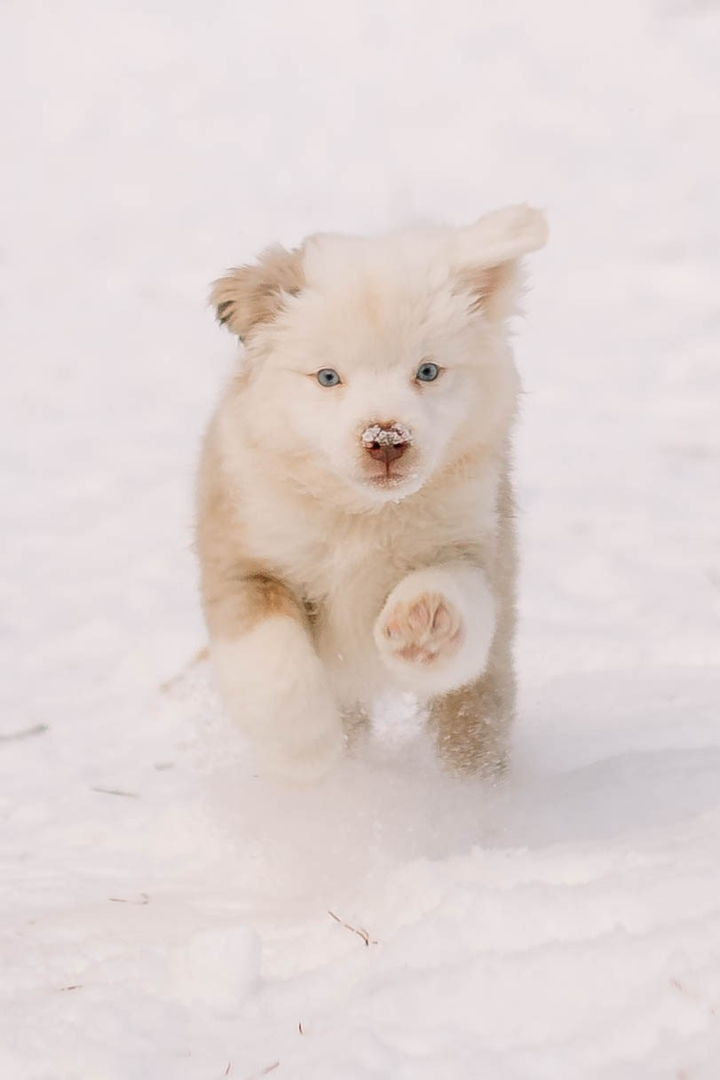 Щенки Миниатюрной американской овчарки. Прогулка в лесу. Фотограф Александра Кузнецова