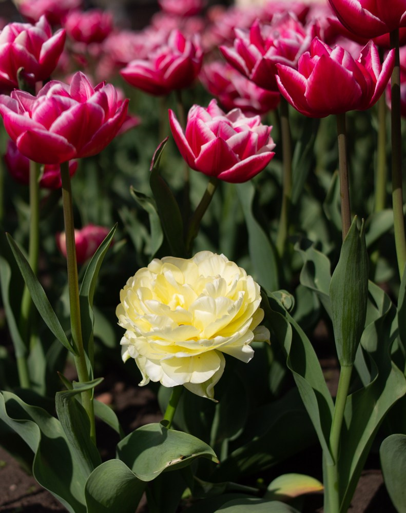 Кавказ. Детский и семейный фотограф в Екатеринбурге Екатерина Гильманова