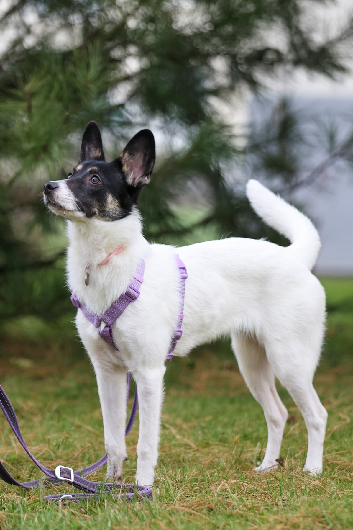 Прогулка Насти и Лилу!. Фотограф 📸 семейный, предметный, репортажный