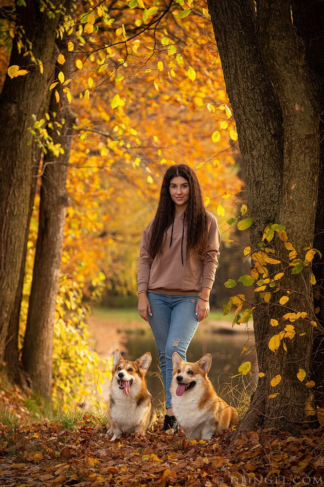 Корги в осеннем парке. Фотограф-анималист Natalia Deingel | Фотосъемка собак в Москве