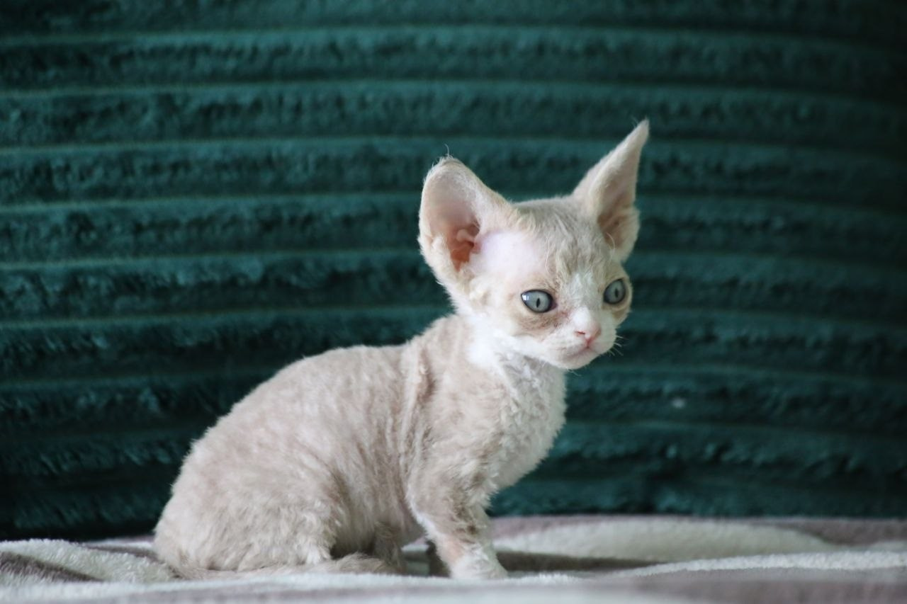 DRX q 03 котик Nevskiy Favorite Orion готов к резерву 🧿 д/р 25.02.26. Nevskiy Favorite — питомник девон-рексов в Санкт-Петербурге. Здоровые, ласковые и редкие котята