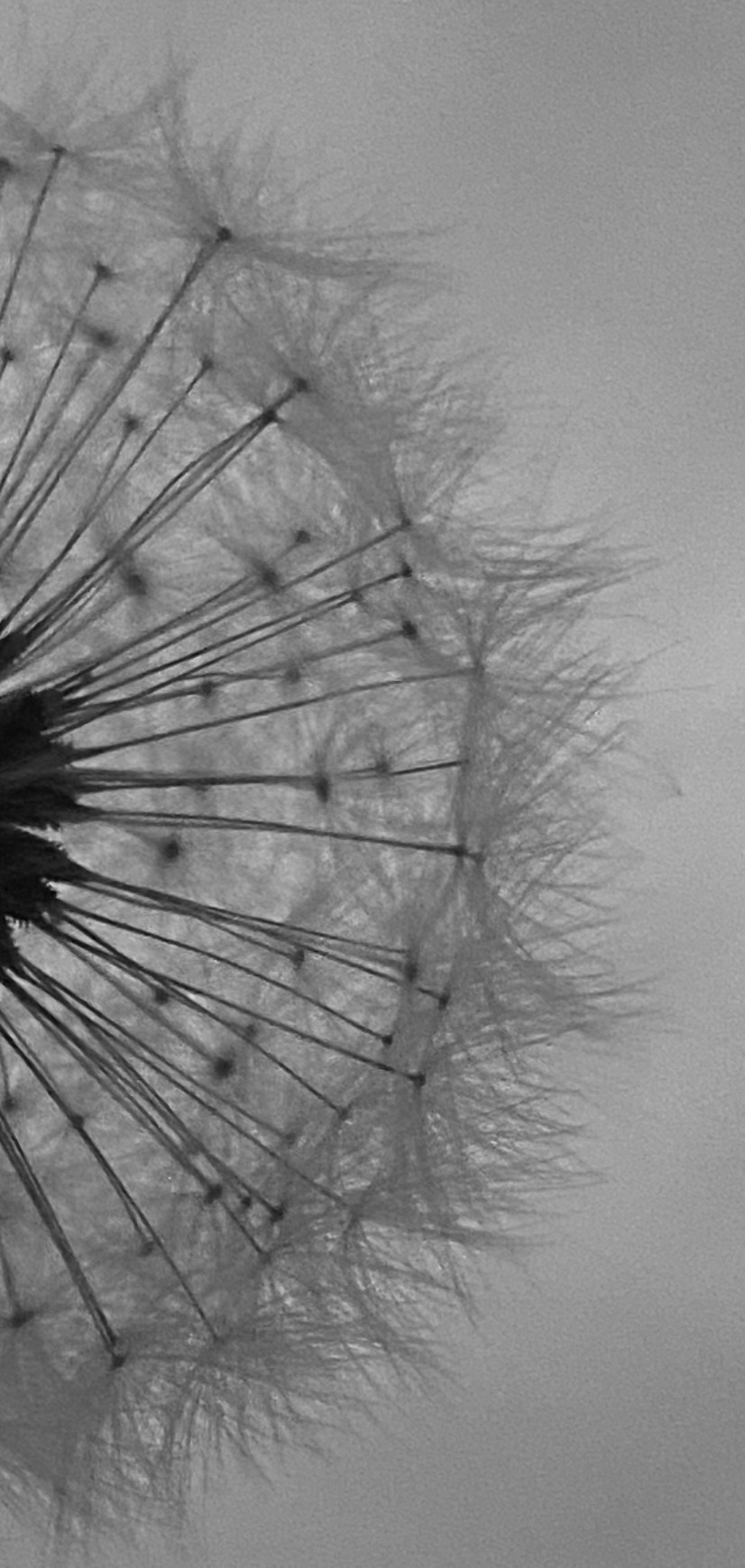 Мир и детализация. Портретный фотограф kristen.soul | Кристина Гусева