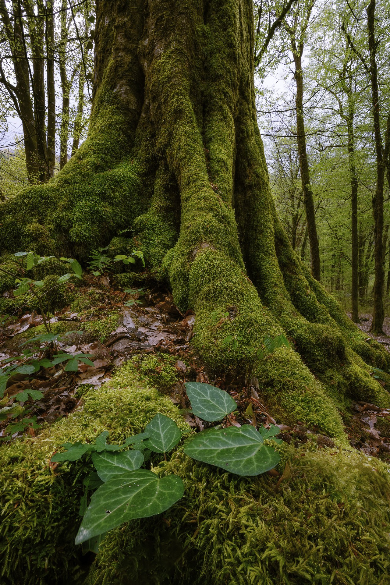 Корни большого дерева покрытые мхом и зелеными листьями