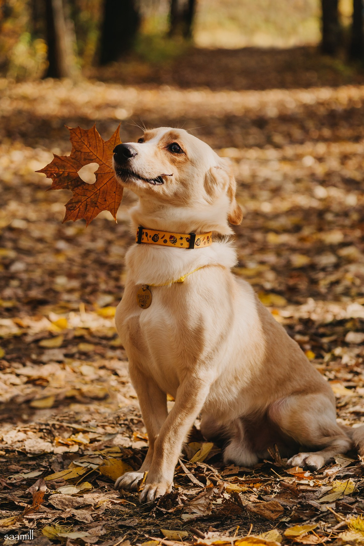 Life with dog. Saamill