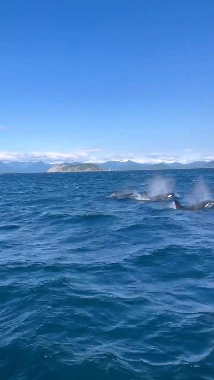Морская прогулка к острову Старичков. Экскурсионные туры по Камчатке