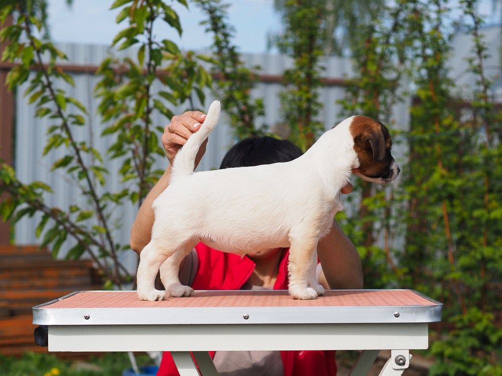 Джек рассел терьер Щенки У нас есть щенки на продажу. КАНЕ МАЭСТРО ФЕРИТЕЙЛ. Девочка гладкошерстная. Продается. Все прививки сделаны. Документы РКФ. Чип. Клеймо. Ветпаспорт. Вакцина Эуркиан. Доставка в любую точку мира.