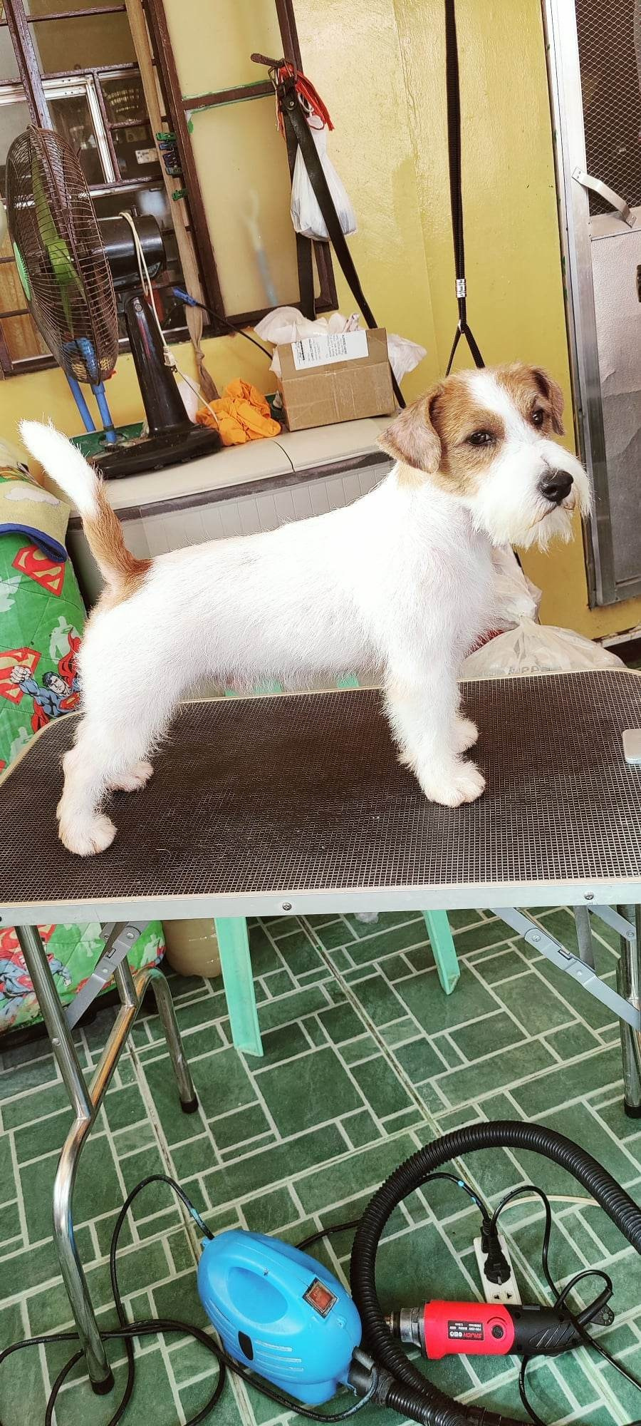 CM LEGEND. КАНЕ МАЭСТРО — питомник Джек рассел терьеров