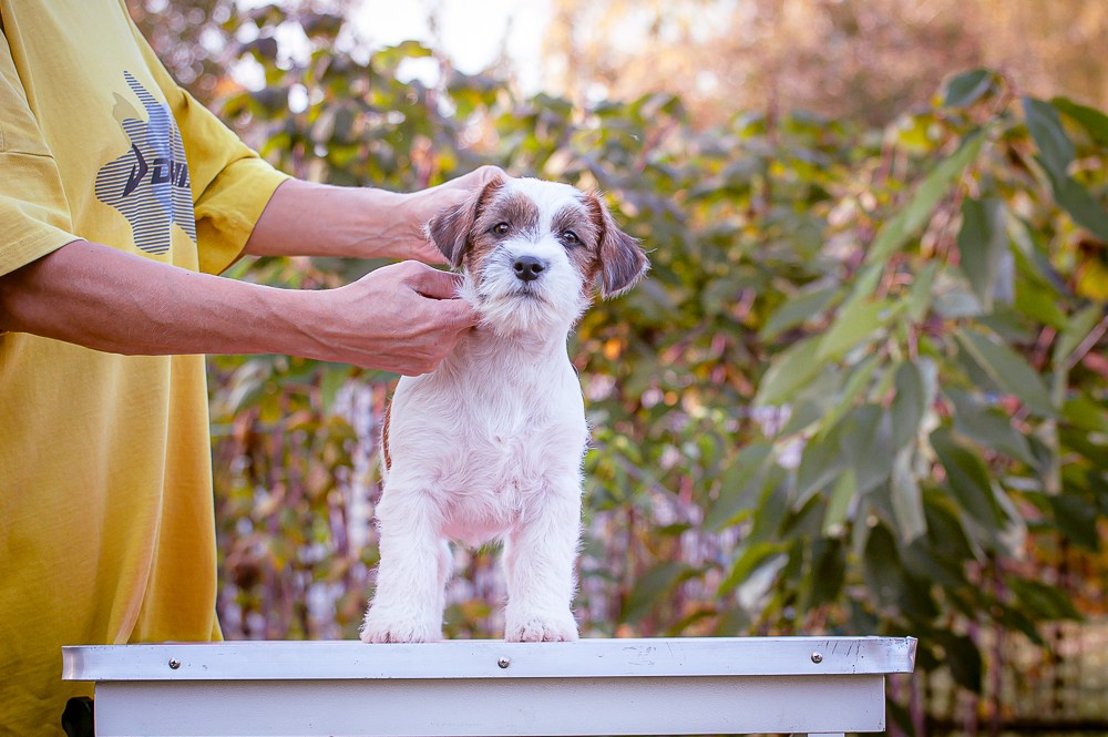 CANE MAESTRO STIMOROL ICE. CANE MAESTRO — kennel Jack Russell Terrier