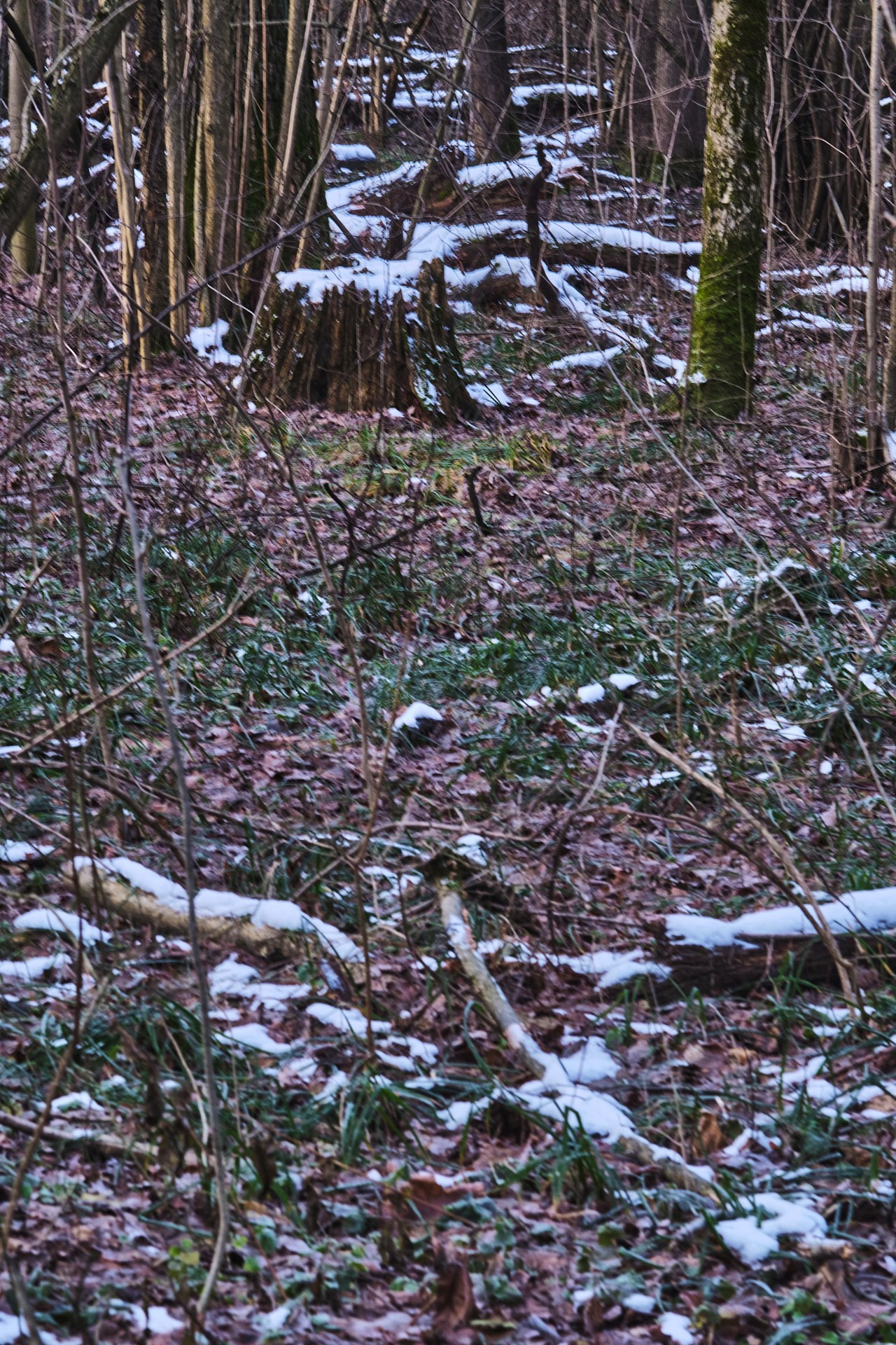 ЖИЗНЬ и СМЕРТЬ. Сайт фотографа Виталия Дени