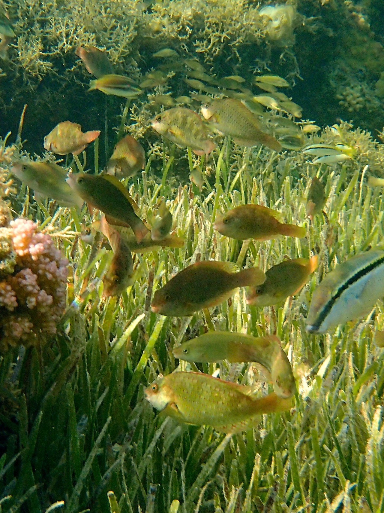 Мне посмотреть. Рыбов показываю