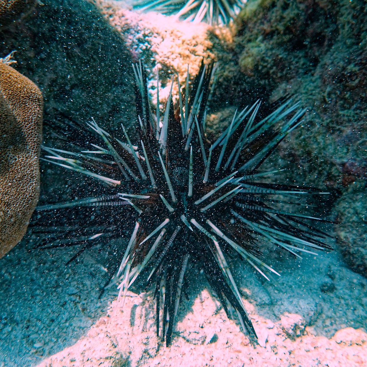 Мне посмотреть. Рыбов показываю