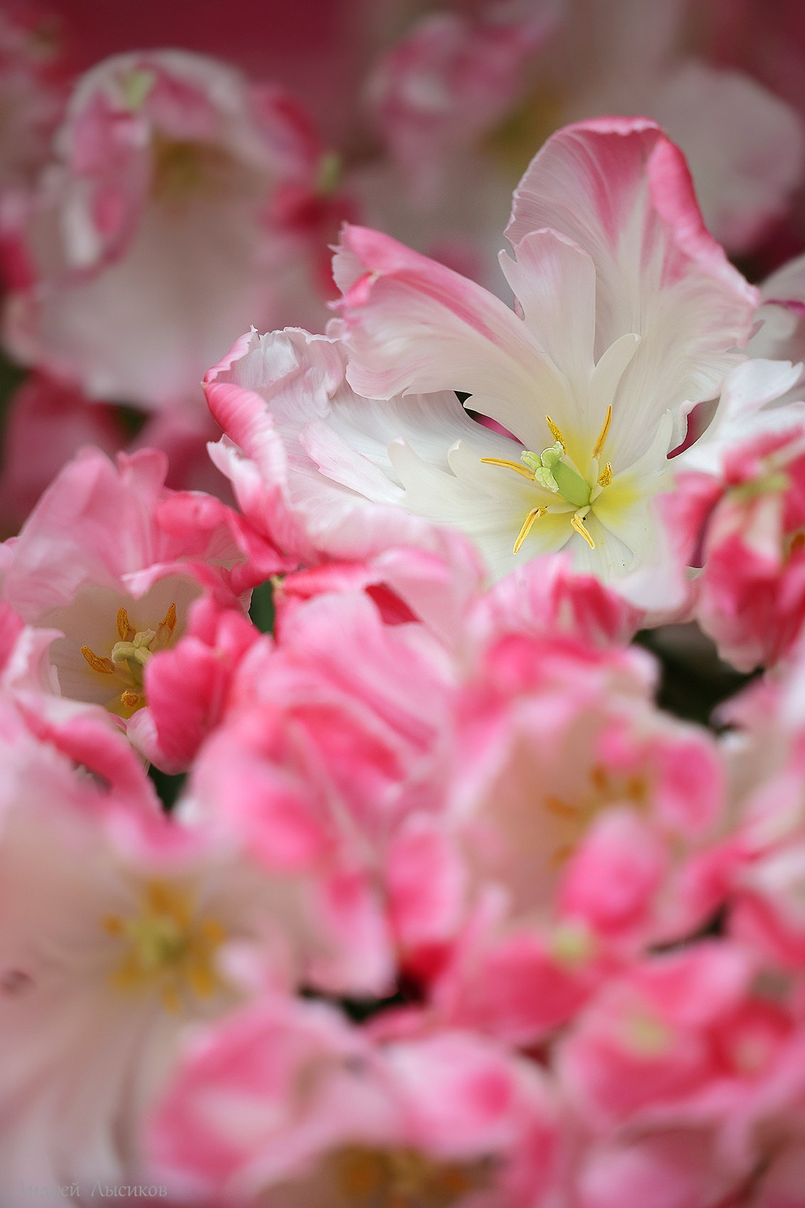 Цветы. Ландшафтный фотограф Андрей Лысиков, Москва