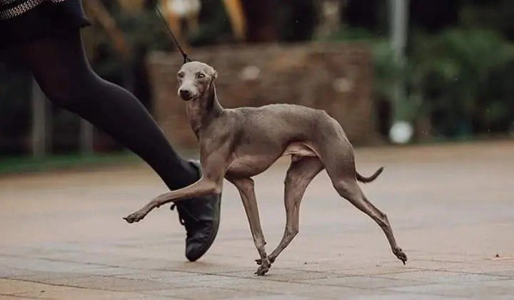 Весенние крошки. Профессиональный питомник левреток РКФ/FCI ASTI SAPPHIRE 💎 Сочи|Санкт-Петербург