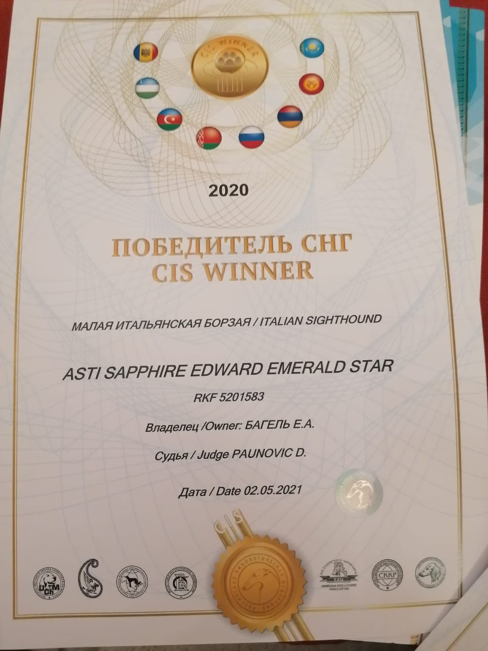 Наш самый звёздный выпускник. Professional Italian Greyhound Kennel RKF/FCI ASTI SAPPHIRE 💎 Sochi|St. Petersburg