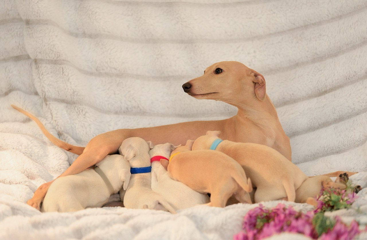 Jeremy & Jupiter. Профессиональный питомник левреток РКФ/FCI ASTI SAPPHIRE 💎 Сочи|Санкт-Петербург