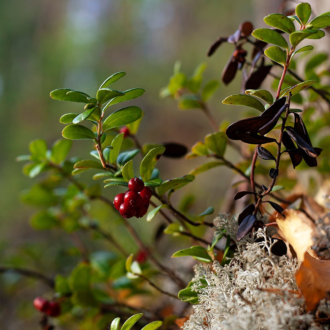 Травы. Природа севера