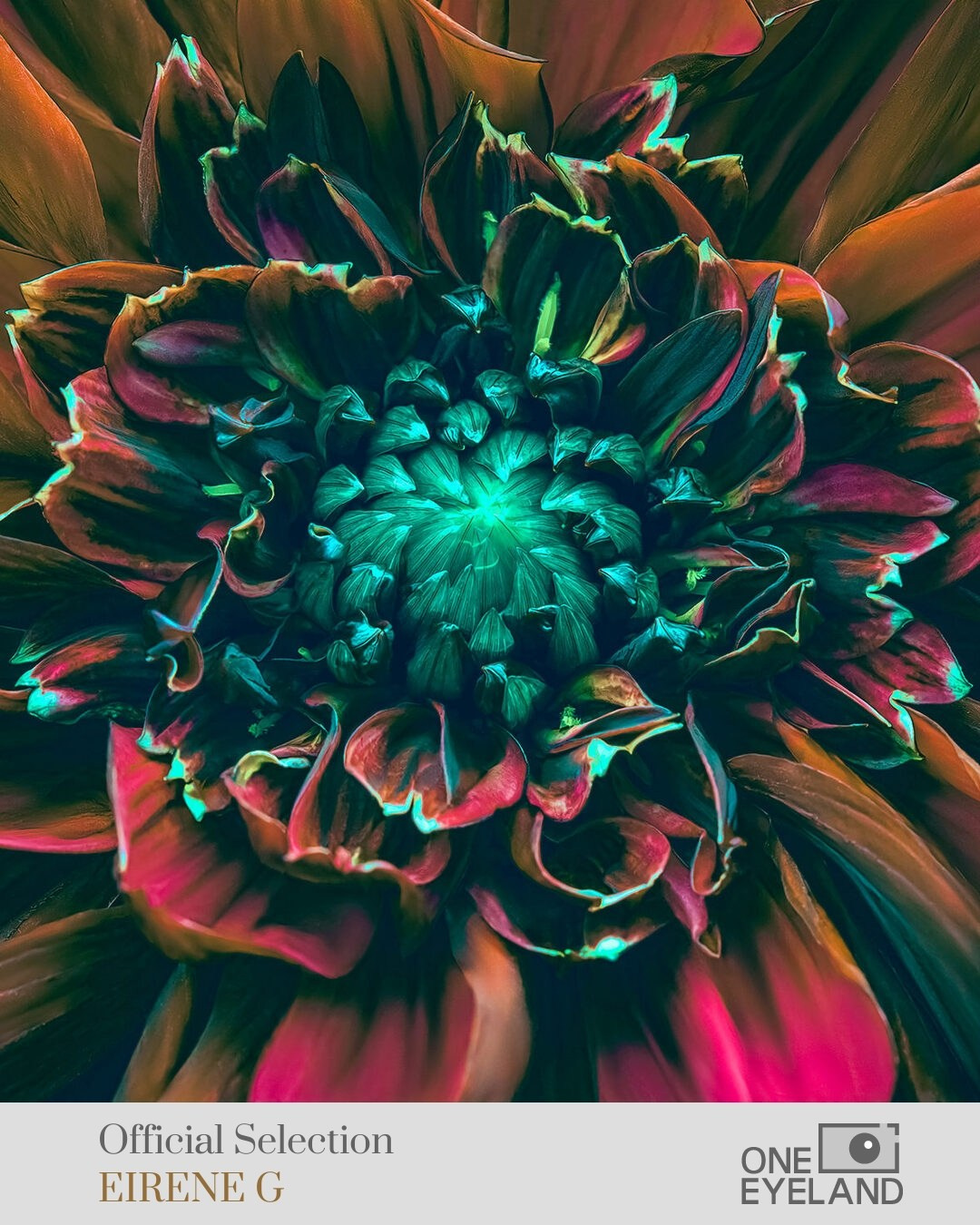 ONEEYELAND GALLERY. Eirene G |  Photoartist | Flowers from my garden