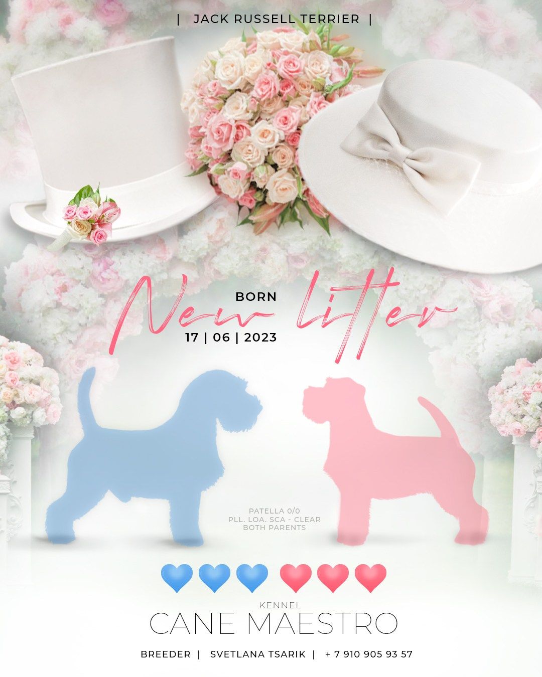 Джек рассел отзывы владельцев и покупателей щенков. CANE MAESTRO — kennel Jack Russell Terrier
