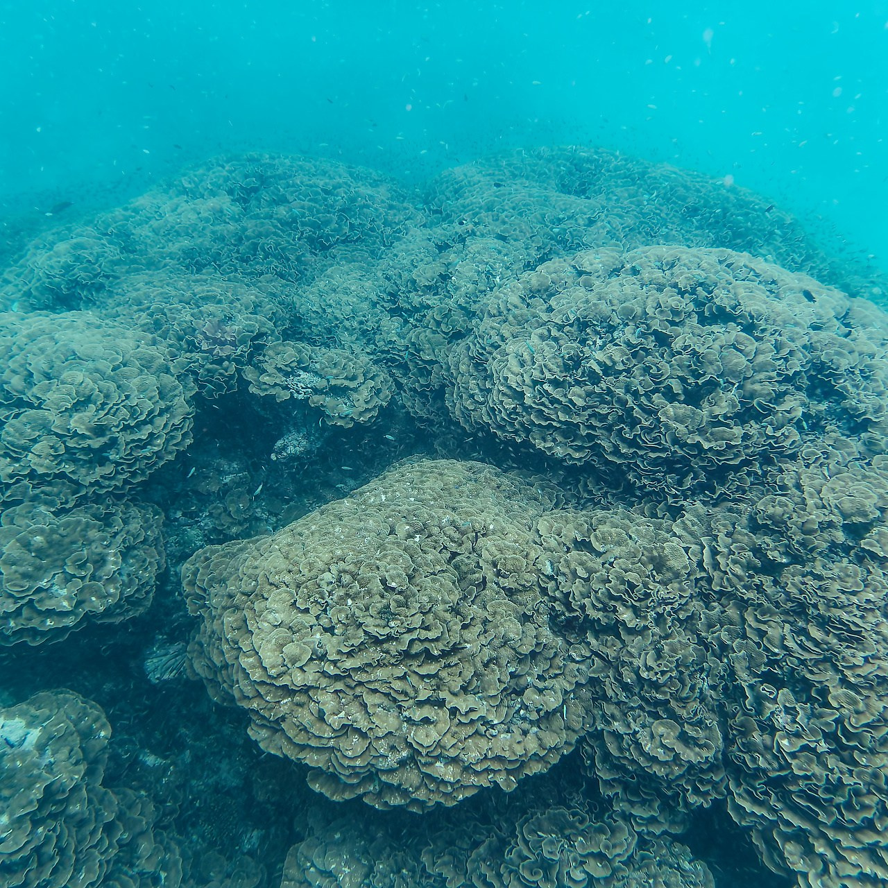 Мне посмотреть. Рыбов показываю