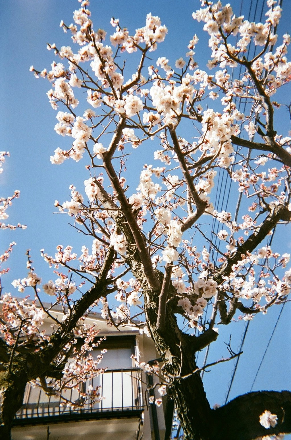 Пленка. Фотограф Алина Диева Москва | Токио