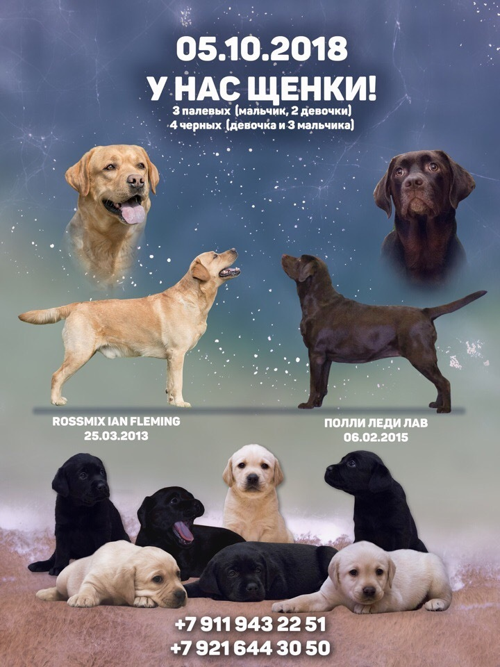 Щенки Риджбека Питомник GRAND CORTEGE. Центр развития кинологии Звезда Невы