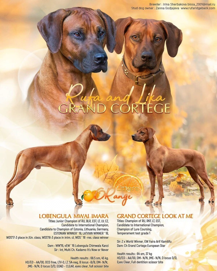 Щенки. Центр развития кинологии Звезда Невы