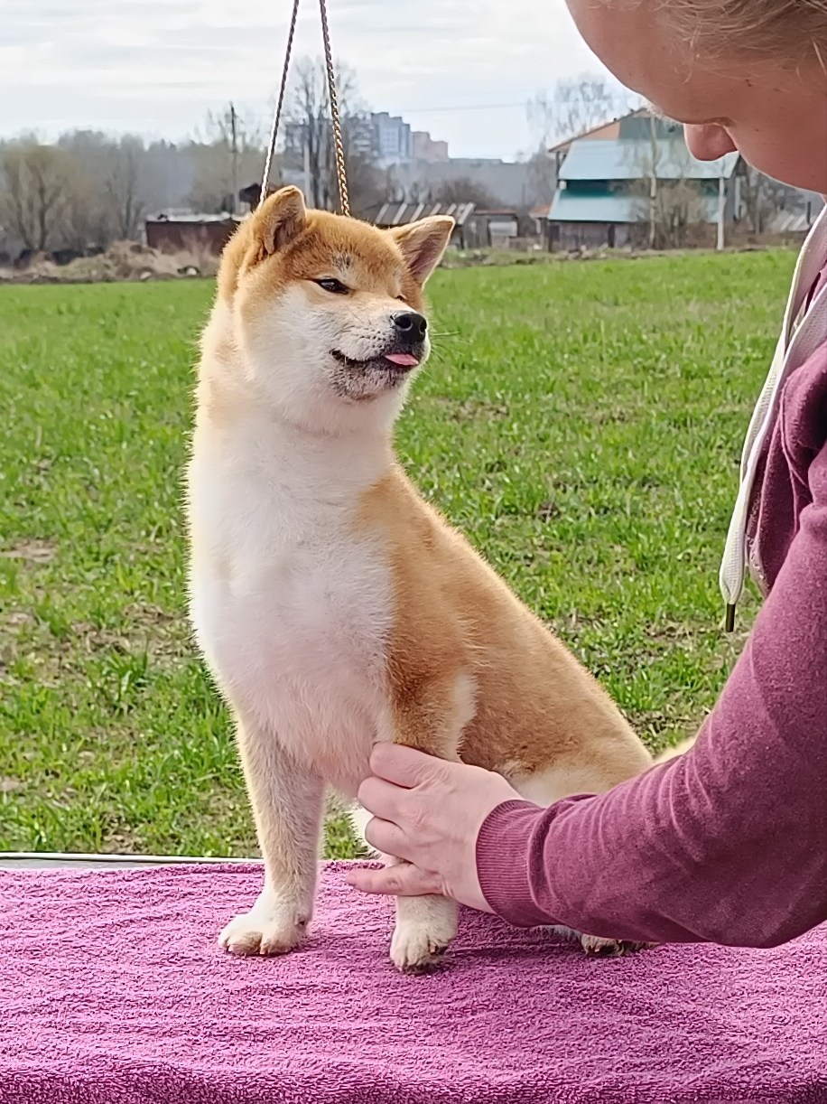 Rubylight Bella * Белла. Американская акита I Сиба ину I Питомник RUBYLIGHT