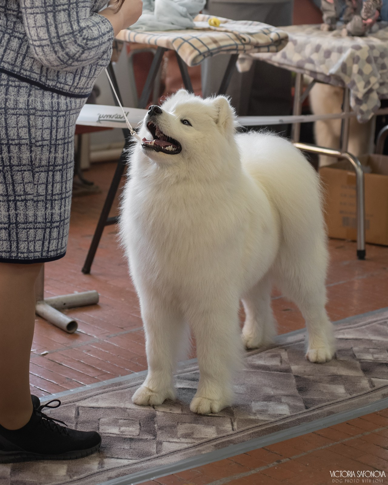 1–2 февраля 2025. Благовещенск. Фотограф анималист Благовещенск. Сафонова Виктория